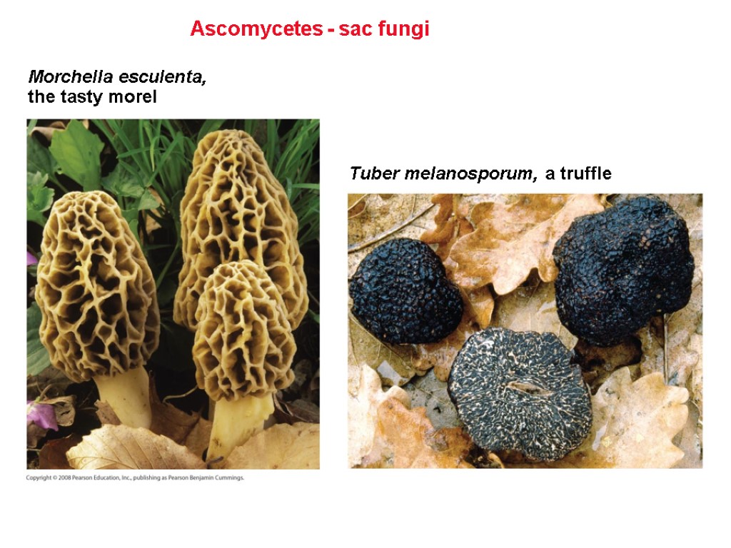 Ascomycetes - sac fungi Tuber melanosporum, a truffle Morchella esculenta, the tasty morel